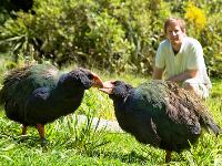 Zealandia Takahe Zealandia Takahe