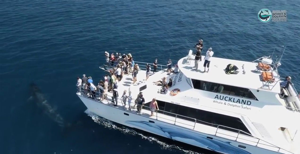auckland-safari-baleines-dauphins