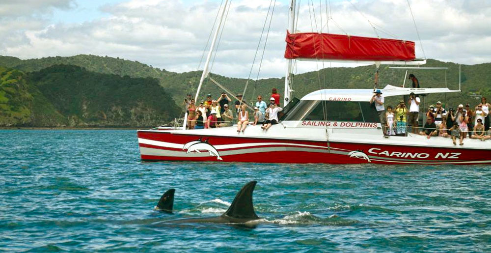 Croisière dauphins baie des îles