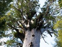 Waipoua Forest Waipoua Forest