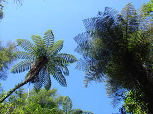 Fougère Nouvelle Zelande