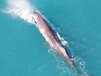 survol-baleines-kaikoura survol-baleines-kaikoura