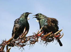 tui