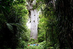 Kauri et légendes Kauri et légendes