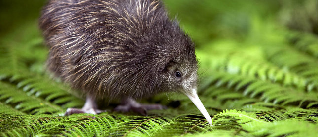 Comment Le Kiwi Perdit Ses Ailes Un Conte Maori Agence