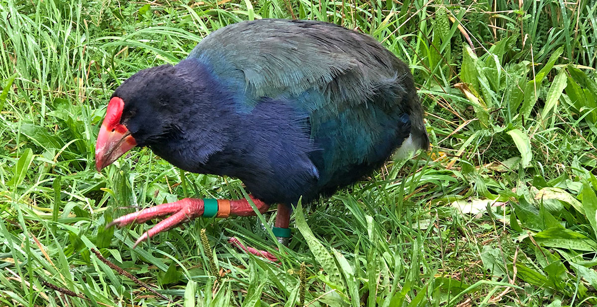 oiseaux-zealandia