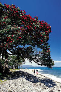 Pohutukawa